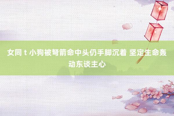 女同 t 小狗被弩箭命中头仍手脚沉着 坚定生命轰动东谈主心